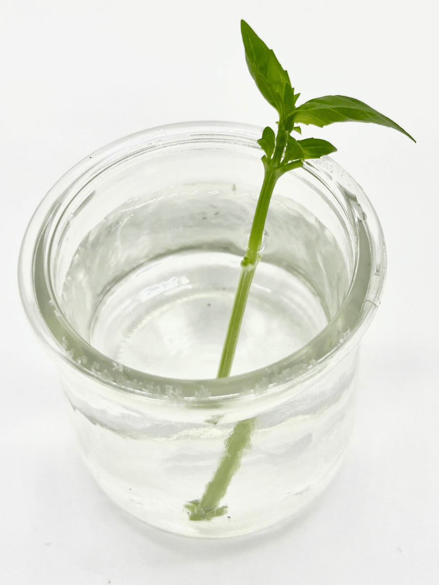 Grow Basil from Cuttings: An Easy Science Project for Kids