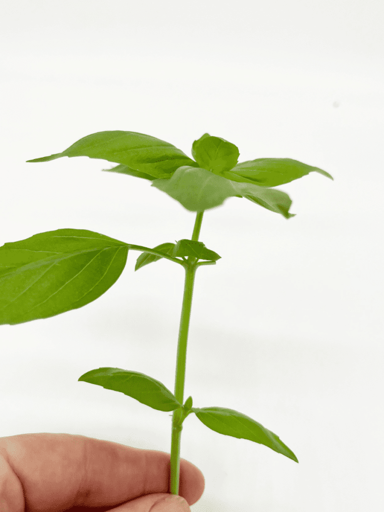 Grow Basil from Cuttings: An Easy Science Project for Kids