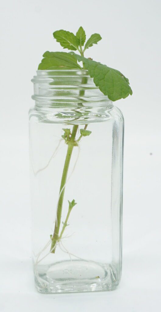 Grow Mint in Water: Easy Preschool Science Activity