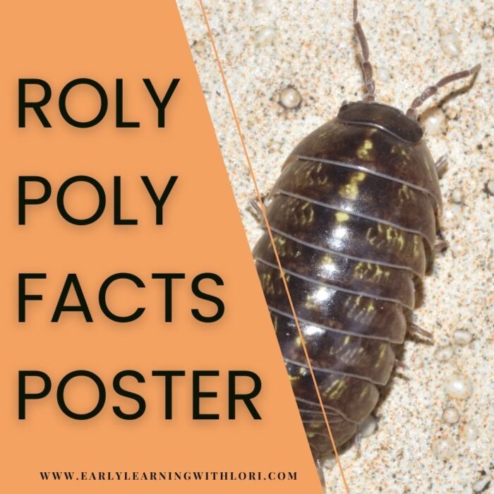 Fun Roly Poly Experiments for Preschool & Kindergarten 🔍